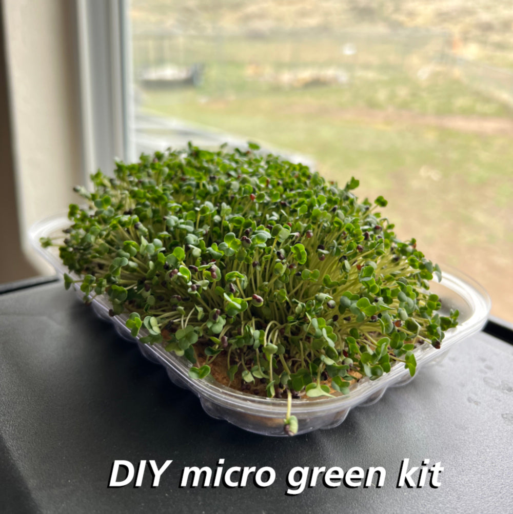 Plastic grow tray with watercress micro greens on a surface near a window