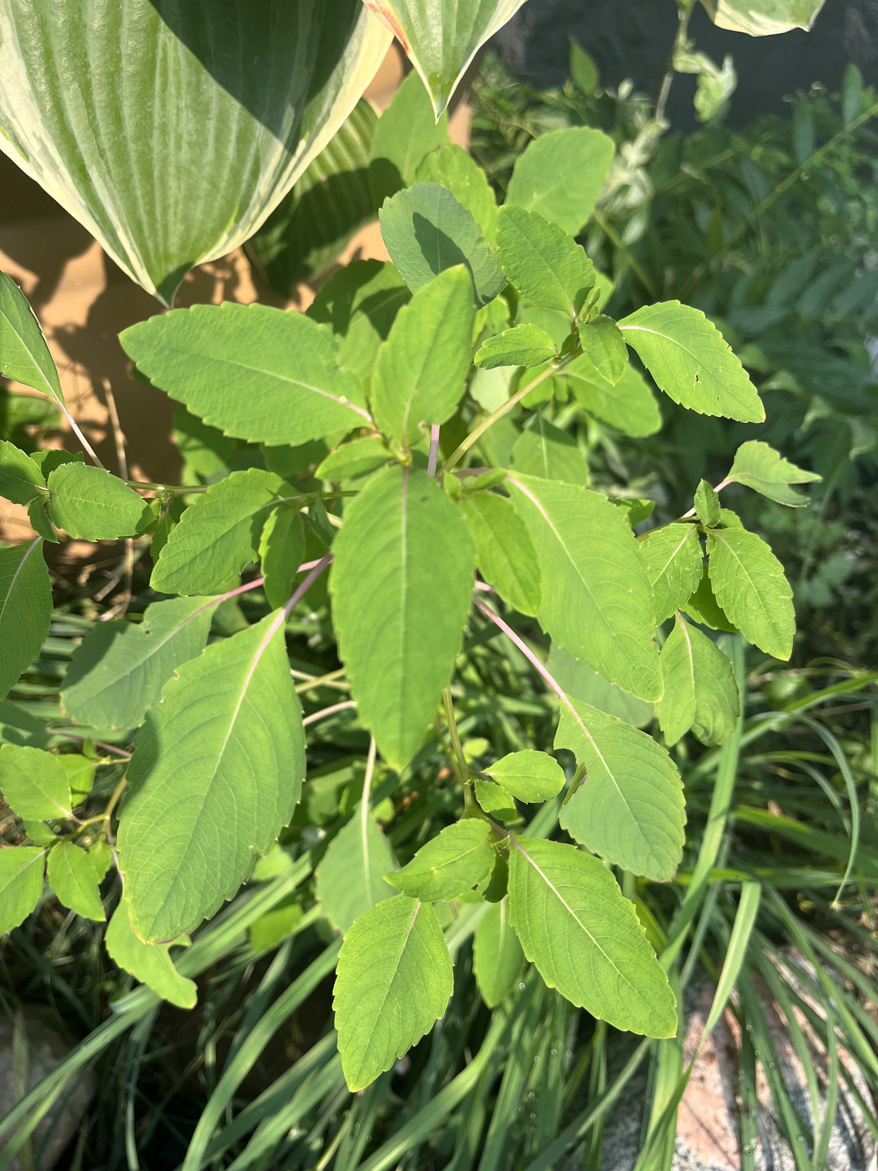 Close-up of green leaves with a blurred natural background