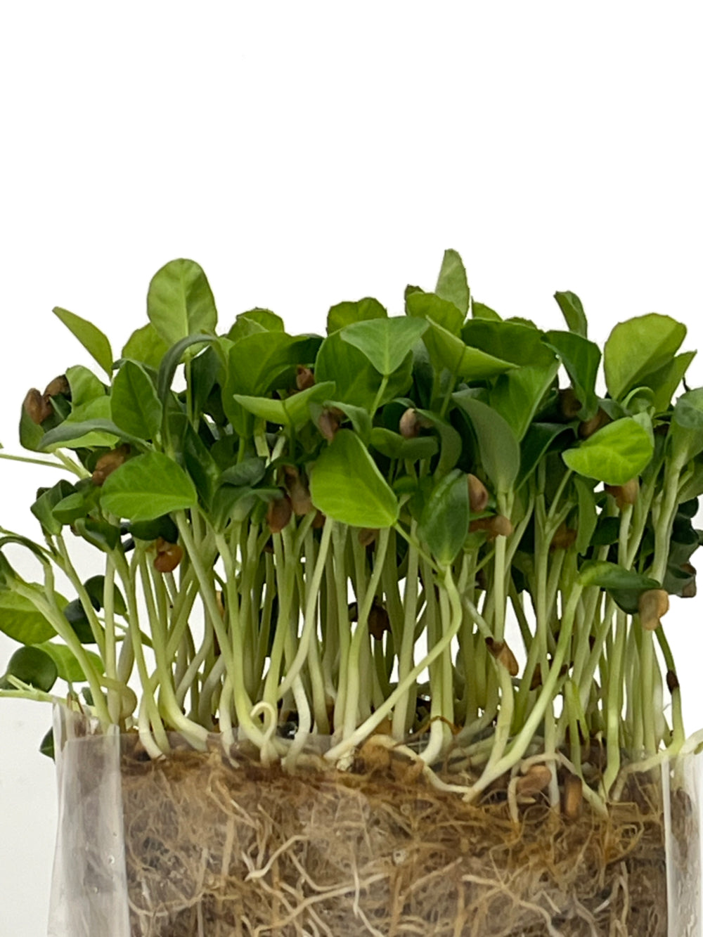 Organic living Fenugreek micros that keep on growing!