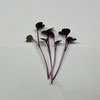Organic living Rambo Radish micros that keep growing!