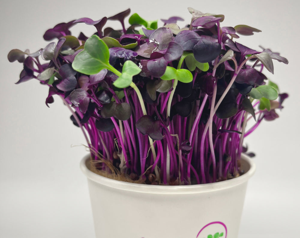 Organic living Rambo Radish micros that keep growing!