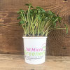 Hydroponic living Sunflower shoots that keep growing!