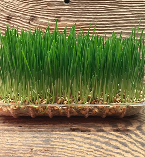 Organic living Pet Grass 5 x 7 tray