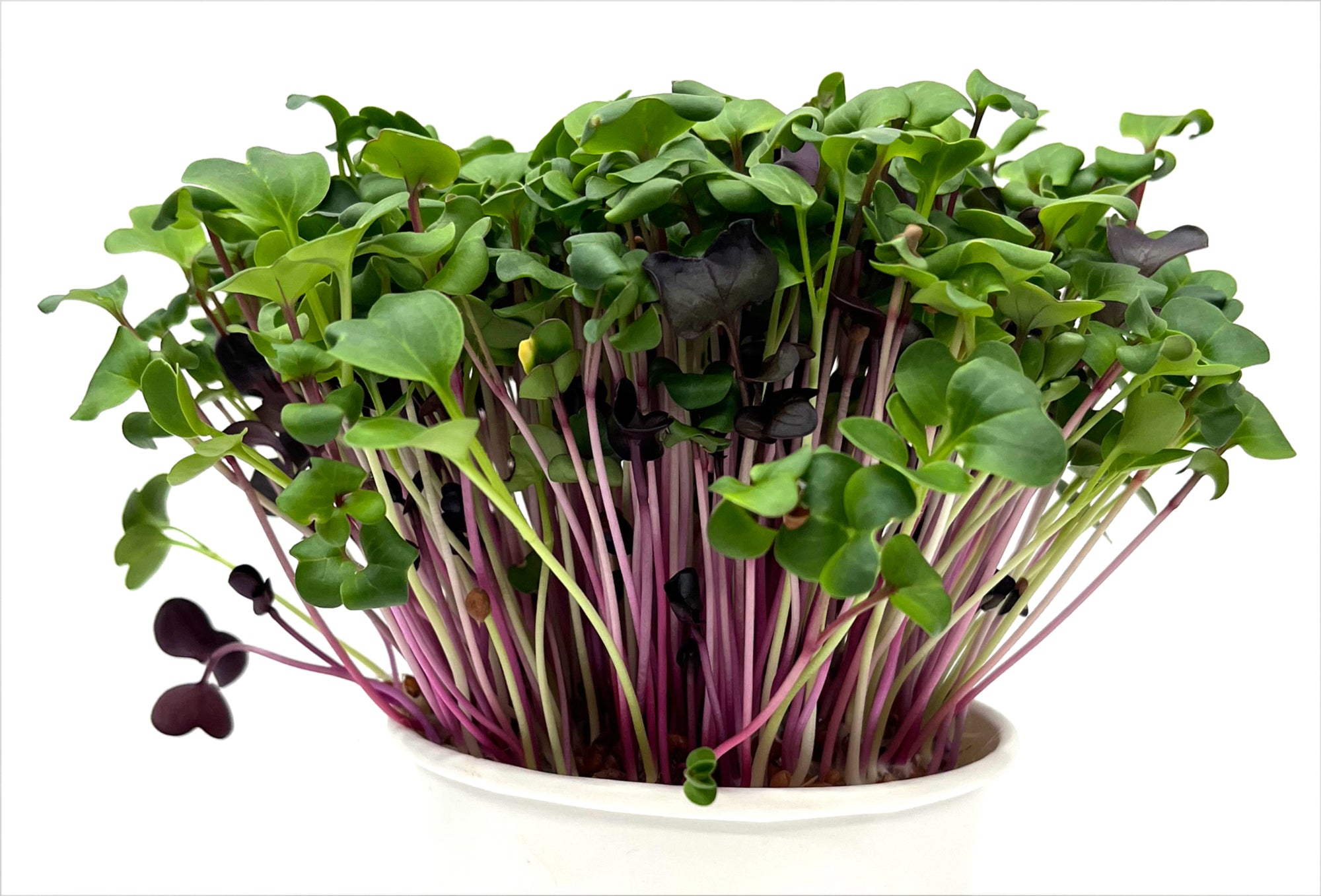 Organic living Radish mix micros that keep growing!