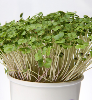 Organic living Broccoli micros that keep growing!