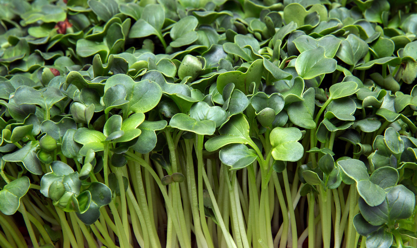 Close-up of green microgreens with a blurred background